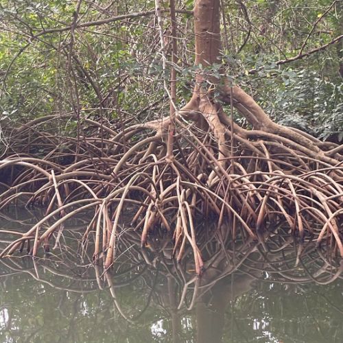Découverte de la mangrove