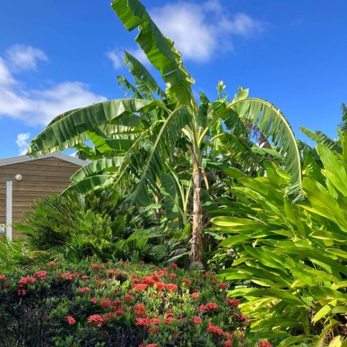 Travaux d'embellisement des jardins individuels