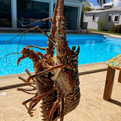 Les repas sont élaborés à base de crustacés (langouste)