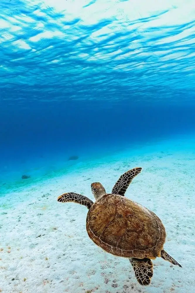 photo tortue Guadeloupe